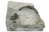 Triassic, Fossil Plesiosaur Tooth In Situ - United Kingdom #189122-2